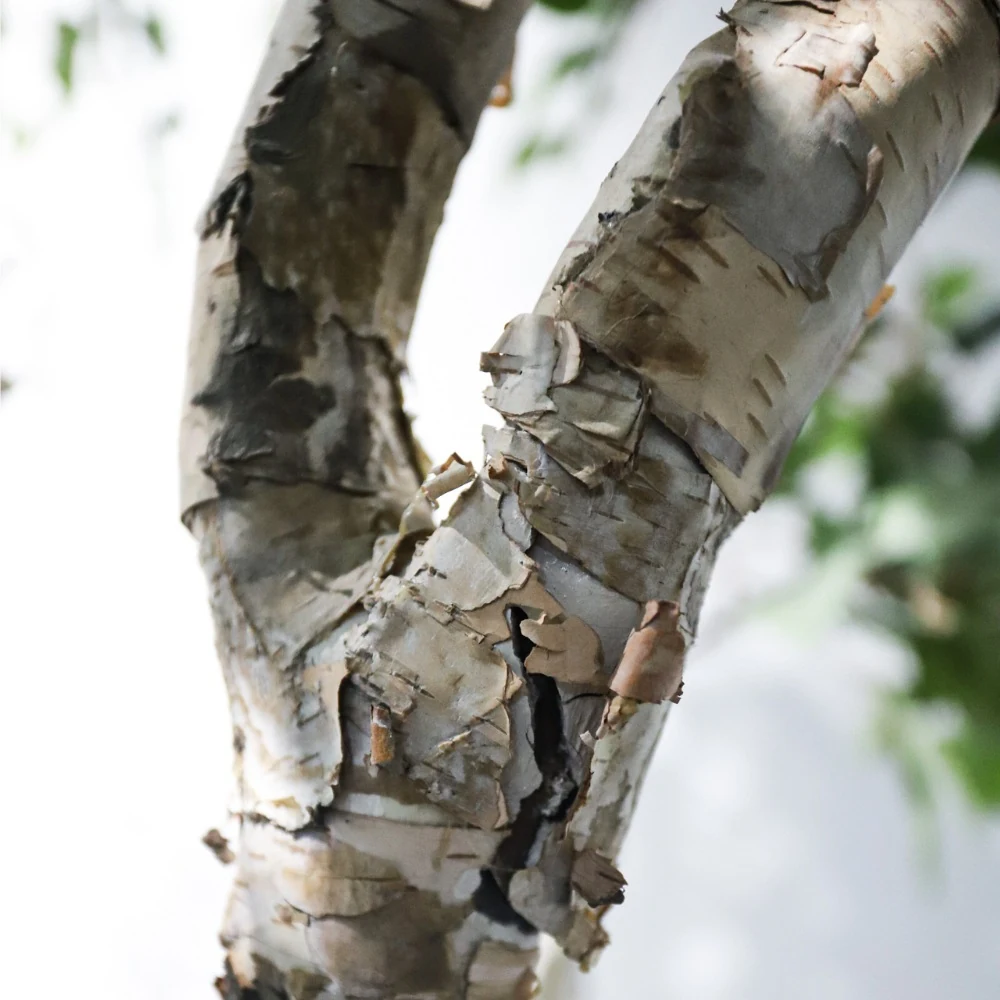 Artificial birch tree natural split trunk close-up
