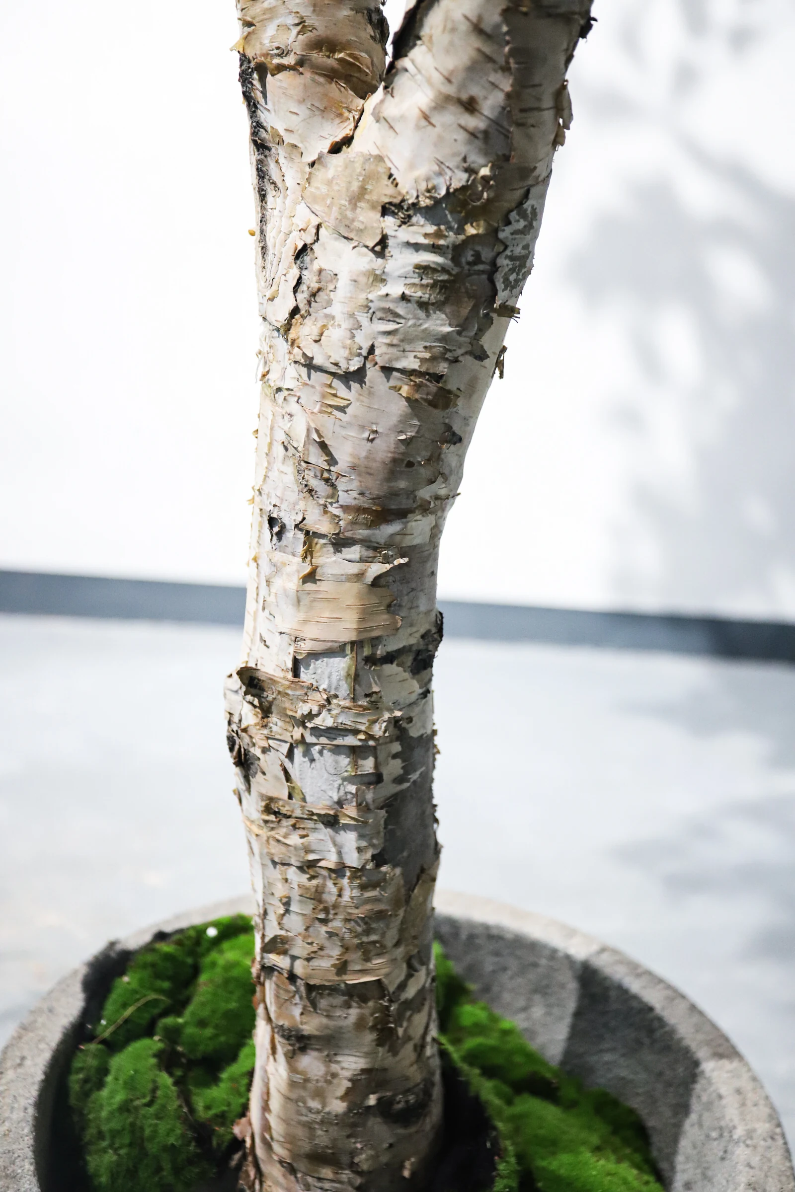 Artificial birch tree pot rim moss cover and trunk entry detail
