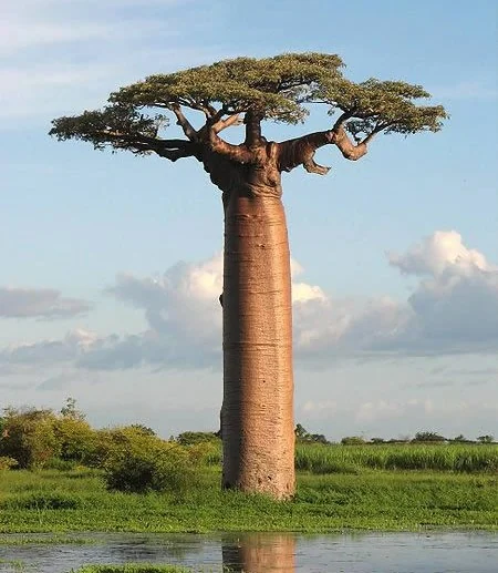 Baobab tree silhouette used as a form reference