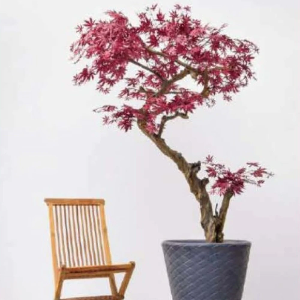 Potted artificial Japanese maple tree with red foliage