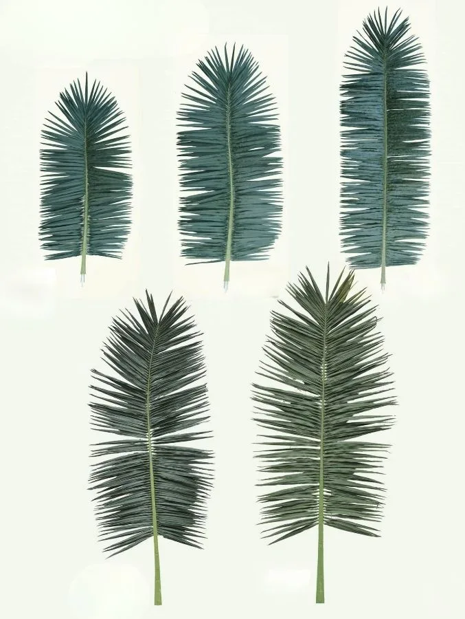 Preserved date palm fronds shown in different size options