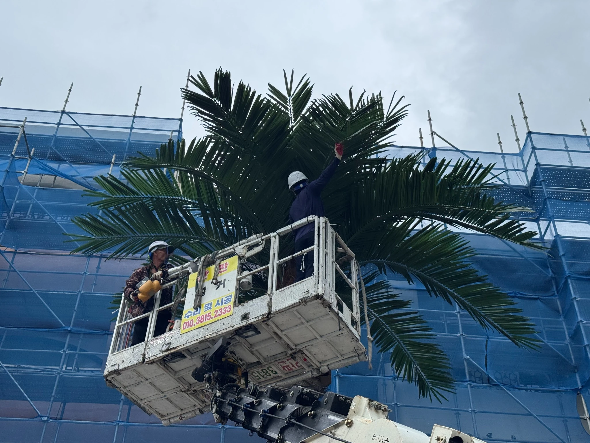 Artificial Palm Tree Installation at Commercial Project Site