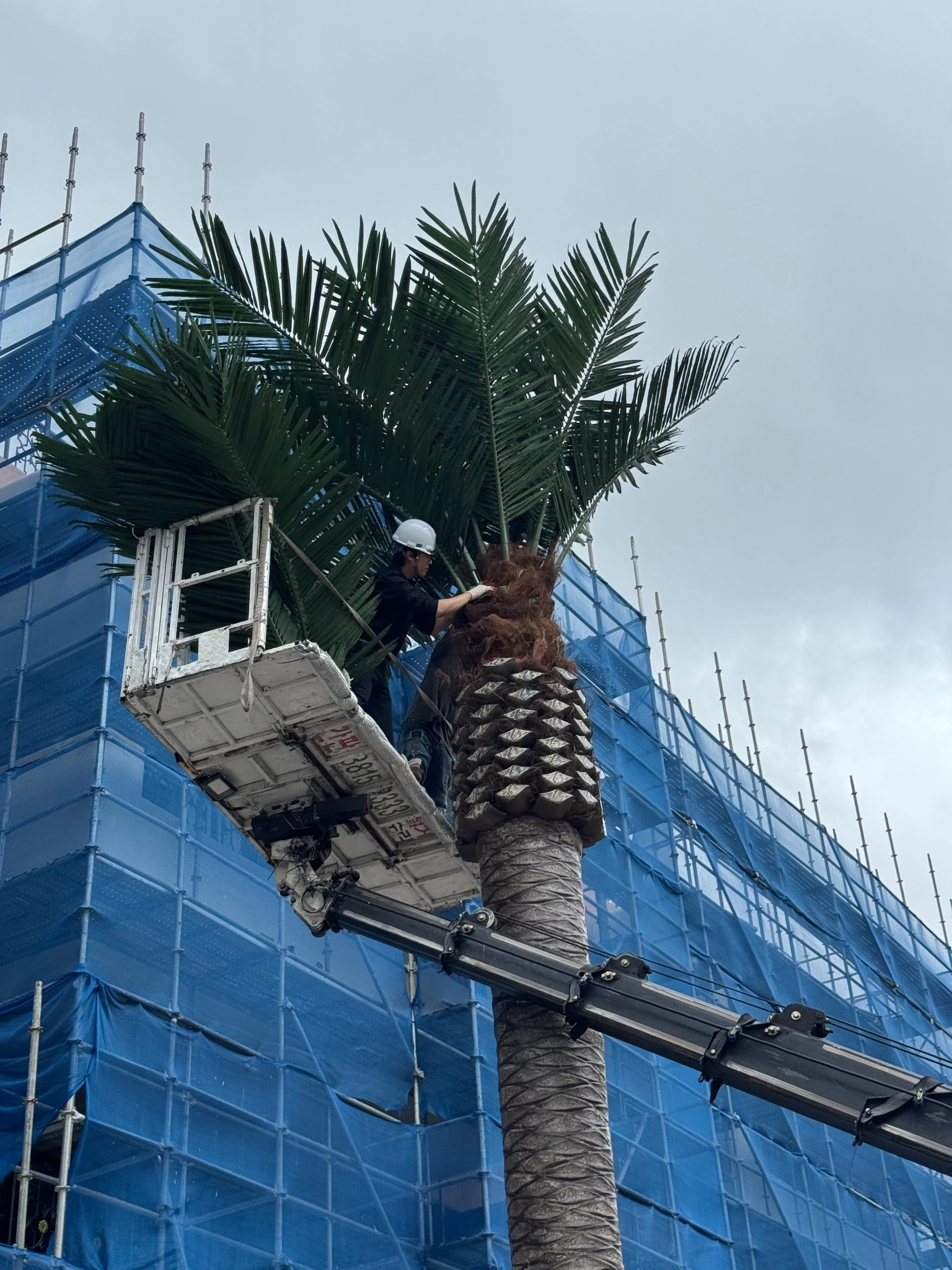 High-level access equipment used during artificial palm tree installation