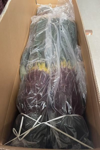 Artificial cycas tree packed in carton for safe shipment