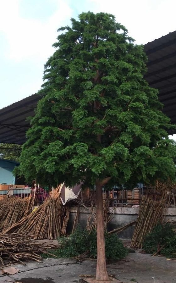 Dense_Conical_Tree_Production