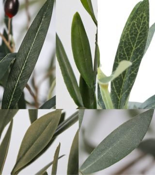 Different olive leaves Different olive leaves