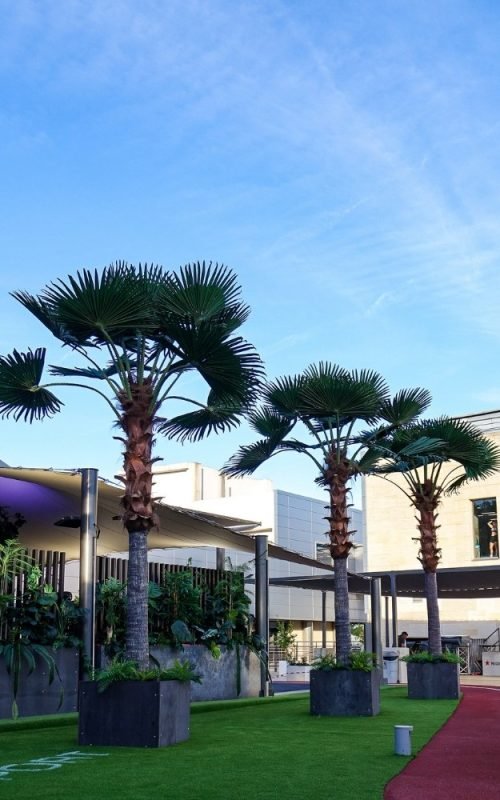 Fan palm