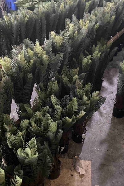 Half-finished artificial cycas with folded leaves ready for assembly