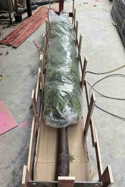 Inspection & Wrapping Artificial Cypress Tree