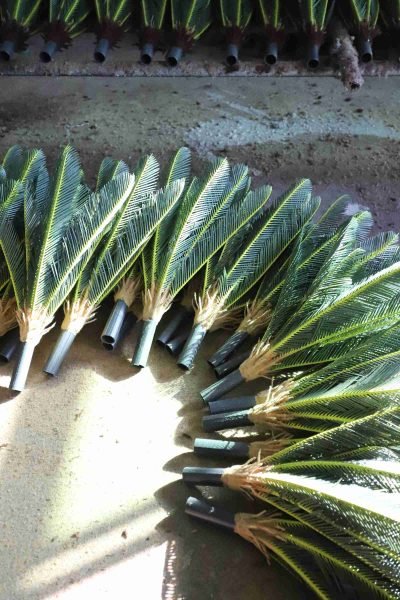 Large quantity of artificial cycas trees in storage before shipment