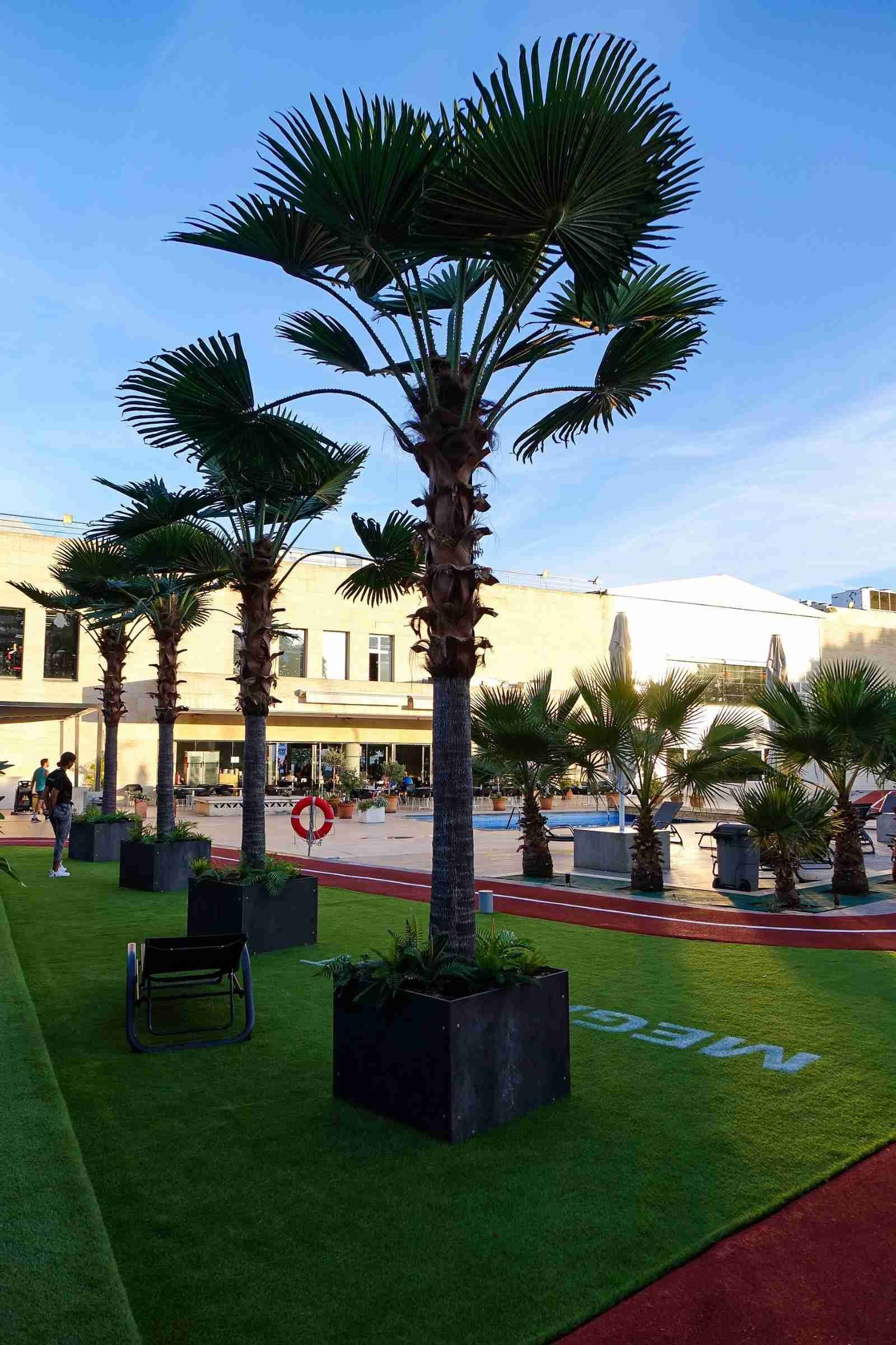 artificial Fan palm tree