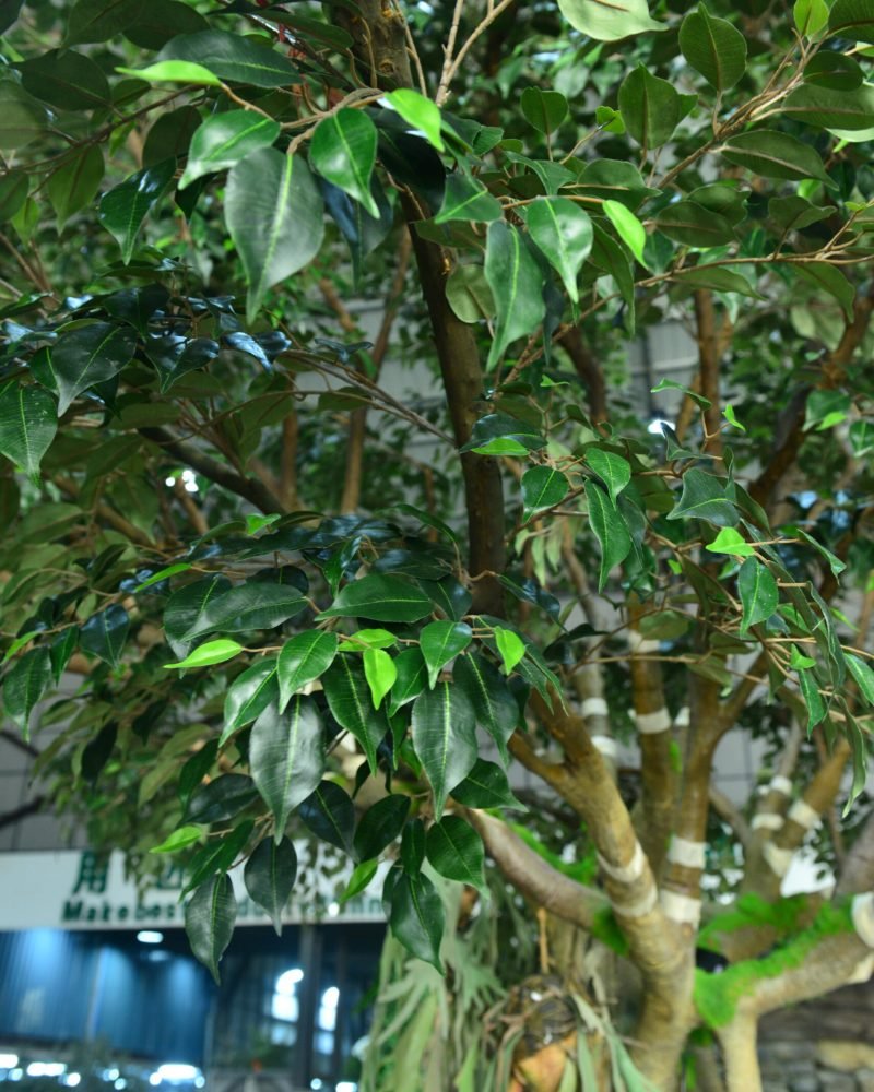 artificial ficus tree leaves artificial ficus tree leaves