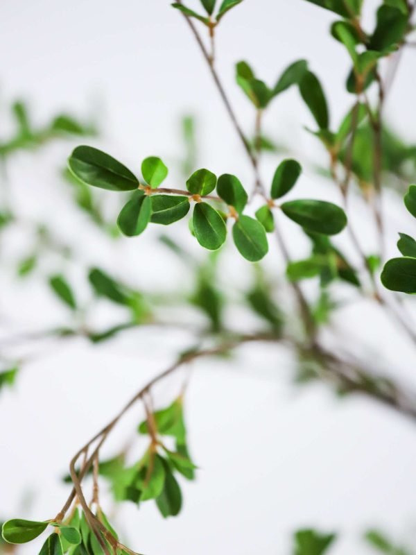 faux black olive tree-14425029 (3)